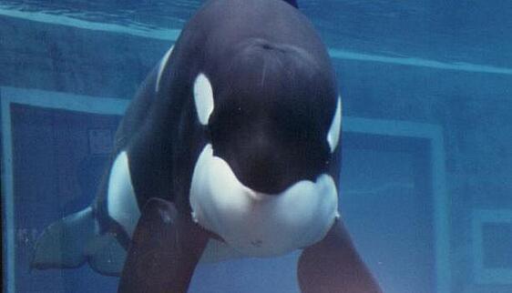keiko-whale