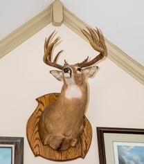 how_to_ship_a_deer_head.jpg